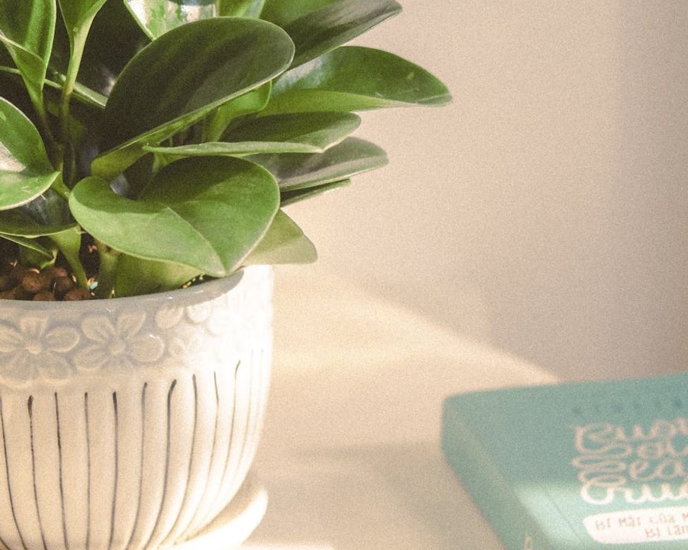 Minimalist desk with a plant and soft sunlight.